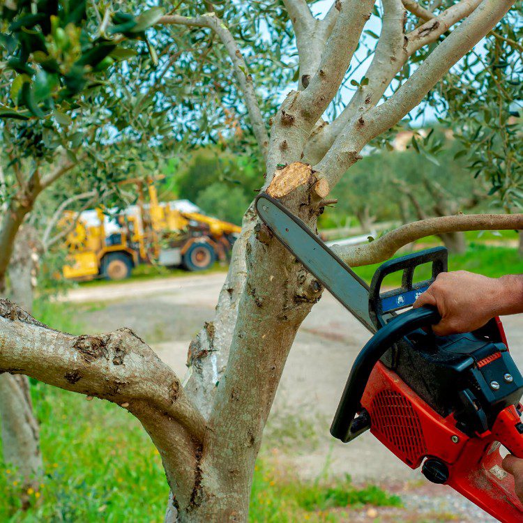Outdoor Services in Bakersfield, CA